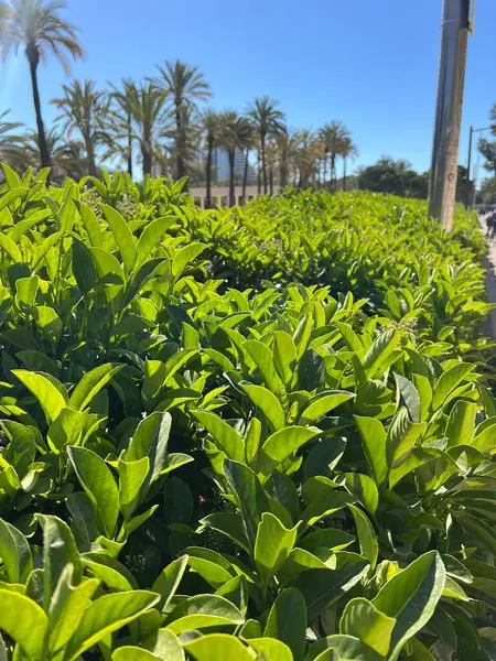 Bu resimde arka planda yüksek palmiye ağaçları olan canlı yeşil bir çit yer almaktadır. Bereketli ve yoğun çit ön planda belirgin bir şekilde duruyor ve canlı yeşil yapraklarını sergiliyor. Çitin arkasında.