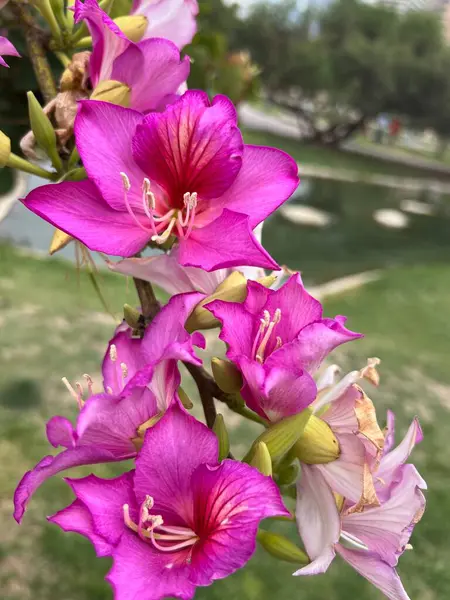 Bu resim, Bauhinia çiçeğinin canlı pembe çiçeklerini güzel bir şekilde yakalar, ayrıca orkide ağacı olarak da bilinir. Her yaprak, hassas damarları ve çarpıcı bir kontrastı olan zengin bir fuşya rengi sergiler.