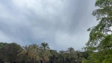 Bu görüntü bulutlu bir gökyüzünün dramatik bir sahnesini çekiyor. Koyu renkli, kıvrımlı bulutlar gür palmiye ağaçlarının üzerinde toplanıyor. Koyu renk fırtına bulutları ile parlak yeşil palmiye yaprakları arasındaki zıtlık.