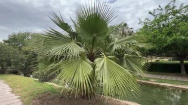 Bu görüntü canlı palmiye yapraklarının çarpıcı güzelliğini yakalar, detaylı dokularını ve parlak yeşil renklerini yumuşak bir gökyüzü zeminine karşı sergiler. Vantilatör gibi yayılan yapraklar...