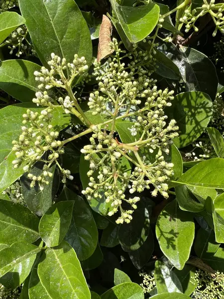 Bu resim tomurcuklanan bahar yapraklarının yakın çekimini gösteriyor. Bitki ve ağaçların narin yeni yaprakları ve tomurcukları, bahar mevsiminin tazeliğini ve canlılığını gözler önüne sererek ayrıntılı bir şekilde yakalanır.