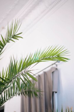 Genç kıvırcık kız, sisli bir sisli denizden ve mavi gökyüzünden geriye doğru bakan sisli güneşe bakıyor. Yüksek kalite fotoğraf