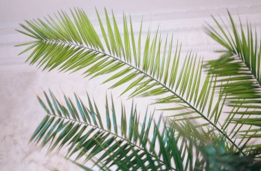 Alçı duvarında palmiye gölgesi olan minimum ürün yerleştirme arkaplanı. Lüks yaz mimarisi iç estetik. Yaratıcı ürün sahne modeli. Yüksek kalite fotoğraf