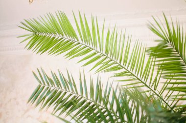 Alçı duvarında palmiye gölgesi olan minimum ürün yerleştirme arkaplanı. Lüks yaz mimarisi iç estetik. Yaratıcı ürün sahne modeli. Yüksek kalite fotoğraf