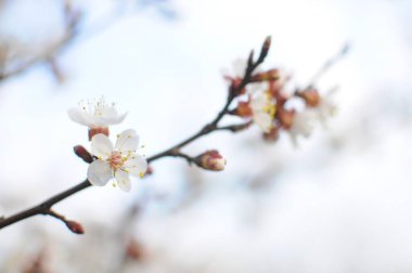 Bir ağaç dalında filizlenen narin beyaz çiçeklerin yakın plan görüntüsü yeşil çimenler ve mavi gökyüzü ile doğal bir manzarada
