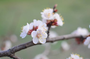 Bir ağaç dalında filizlenen narin beyaz çiçeklerin yakın plan görüntüsü yeşil çimenler ve mavi gökyüzü ile doğal bir manzarada