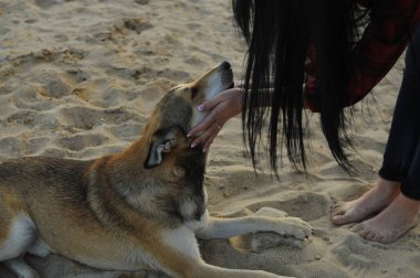 Yakışıklı genç hippi kadının yakın plan portresi, yakın arkadaşı olan köpeğini gri arka planda öpüyor. Pozitif insani duygular, yüz ifadesi, duygular. Yüksek kalite fotoğraf