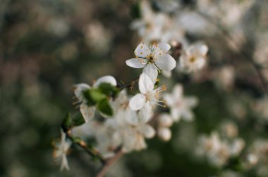 Doğal ortamda, bir elma dalında beyaz çiçeklerin yakınlaşması. Yüksek kalite fotoğraf