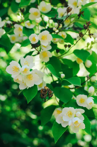 stock image Closeup of white blossoms on a apple twig in natural landscape. High quality photo