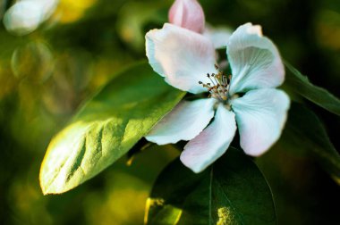 Doğal ortamda, bir elma dalında beyaz çiçeklerin yakınlaşması. Yüksek kalite fotoğraf