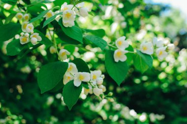 Doğal ortamda, bir elma dalında beyaz çiçeklerin yakınlaşması. Yüksek kalite fotoğraf