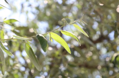 Ağacın dalında yeşil bir yaprağın makro fotoğrafı. Bu karasal bitki, doğanın güzelliğini yakından gösteren orman ekosisteminin bir parçasıdır.