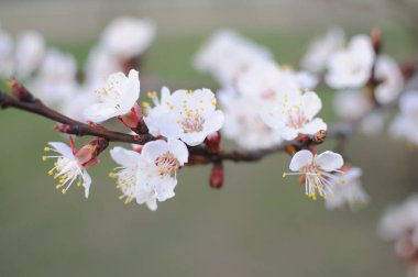 Bir ağaç dalında filizlenen narin beyaz çiçeklerin yakın plan görüntüsü yeşil çimenler ve mavi gökyüzü ile doğal bir manzarada