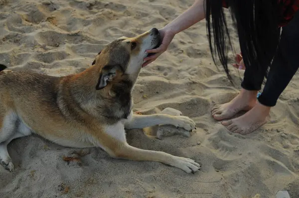 Yakışıklı genç hippi kadının yakın plan portresi, yakın arkadaşı olan köpeğini gri arka planda öpüyor. Pozitif insani duygular, yüz ifadesi, duygular. Yüksek kalite fotoğraf