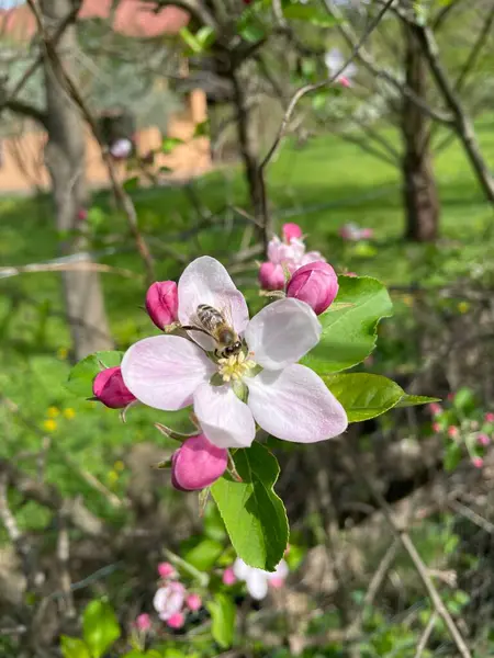 Garden Bee Pink Flower Garden — Fotografie, imagine de stoc