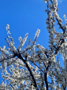 Bahar parkında mavi gökyüzüne bakan güzel ağaçların alçak açılı görüntüsü