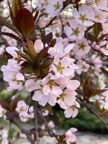 stock image close-up view of beautiful pink tree blossoms in spring park  