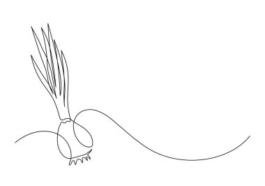 Soğan soğanı. Sürekli çizgi çizimi. 