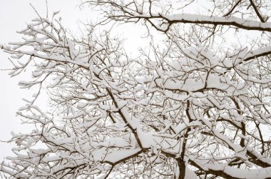 Karla kaplı ağaçlarla kaplı kış manzarası