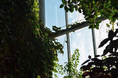 Bahçede güzel bitkiler, sarmaşıklar