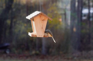 Güneşli bir günde kuş yemliğinde küçük bir kuş, orman arka planında 
