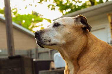 Pitbull köpeklerinin portresi, yaşlı köpek, evcil hayvan portresi, bokeh arkaplan