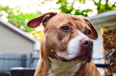 Pitbull köpeklerinin portresi, yaşlı köpek, evcil hayvan portresi, bokeh arkaplan