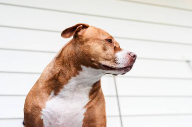 Amerikan personeli teriyer köpeği Pitbull 'un portresi