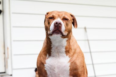 Amerikan personeli teriyer köpeği Pitbull 'un portresi