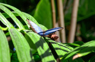 Bahçedeki kelebek, yeşillik, ağaçtaki kelebekler, yapraklar, sera bitkileri