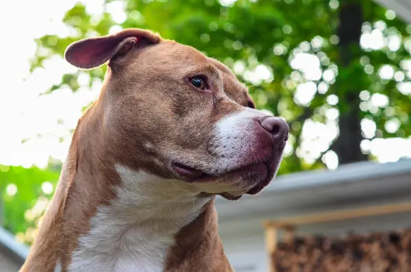 Portrait Pitbull Dogs Senior Dog Pet Portrait Bokeh Background —  Fotos de Stock