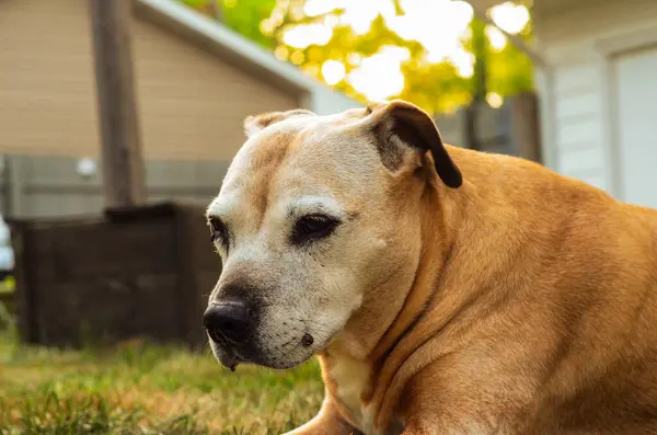 Portrait Pitbull Dogs Senior Dog Pet Portrait Bokeh Background —  Fotos de Stock