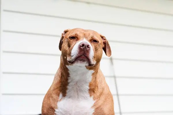 Portrait American Staffordshire Terrier Dog Pitbull —  Fotos de Stock