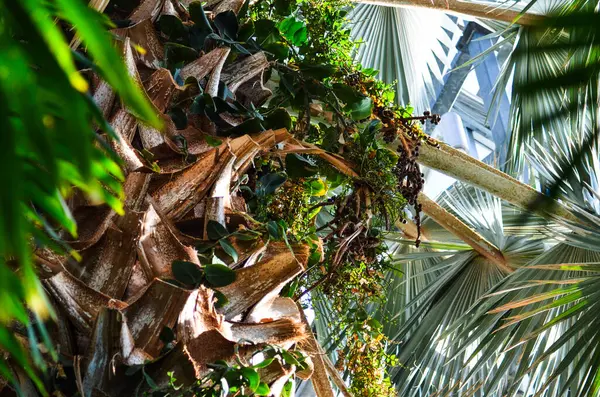 Palm Leaves Tree Tropical Plant Close —  Fotos de Stock