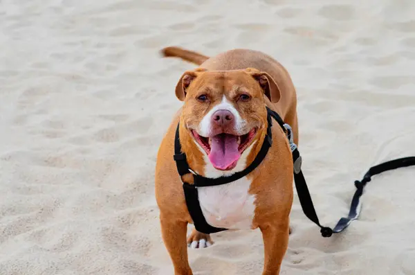 Red Nose Pitbull Beach Dog Harness —  Fotos de Stock