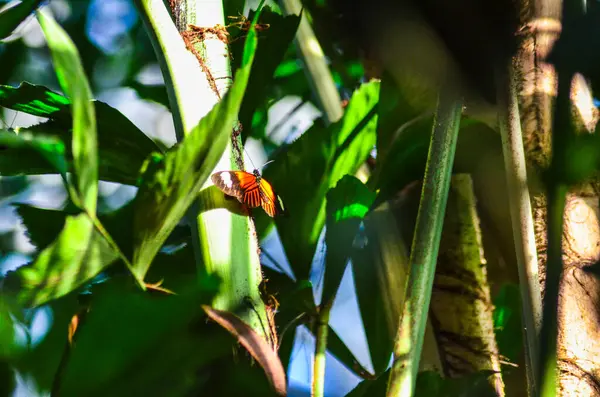 Butterflies Green Leaves Greenhouse Plants —  Fotos de Stock