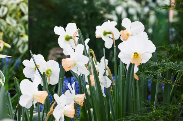Beautiful Flowers Garden Daffodils Colorful Flowers —  Fotos de Stock