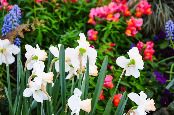 Beautiful Flowers Garden Daffodils Colorful Flowers —  Fotos de Stock