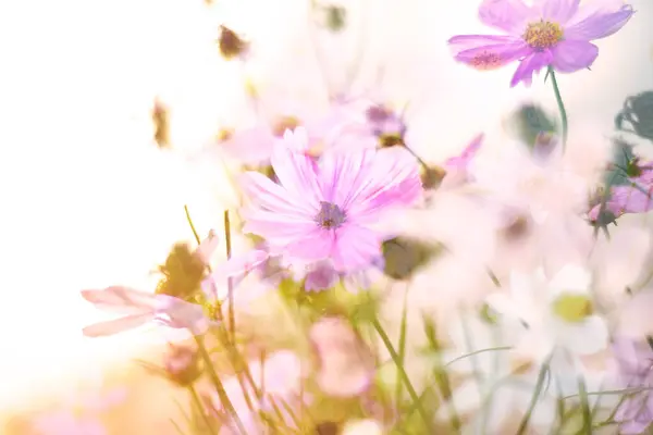 Pink Cosmos Flowers Bloom Glooming Natural Fields Beautiful Soft Light — Stock Photo, Image