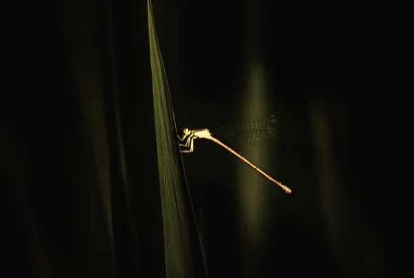 Маленькая Золотая Стрекоза Сидит Зеленом Листе Рисовом Поле Стрекоза Сидела — стоковое фото