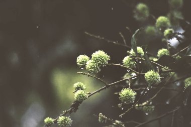 Yağmurlu bir günde Rambutan ağacına yağmur damlaları düşer. Üzüntü, ruh hali, hava tonu, seçici bir odak. Üzüntü ve hareket yağmurlu bir günde doğayla birlikte..