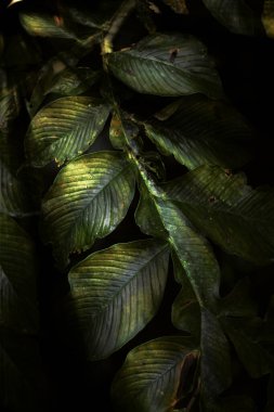 Tropikal yapraklar üzerinde koyu yeşil yapraklar. Yeşil yapraklı arka plan, tropikal yağmur ormanlarındaki ekoloji bahçesinde. Yeşillik, parlak doğa, desen tasarım elementi. Yeşil eko çevre sistemi kavramı.