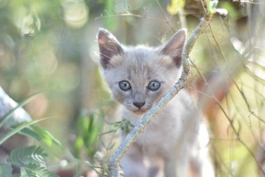 Bahçede poz veren sevimli gri kedi yavrusu. Bahçede küçük sevimli bir kedi yavrusu.