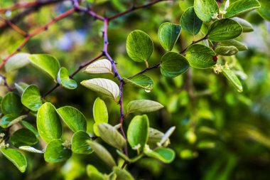 Ziziphus Mauritiana bidara yaprakları Endonezya 'da bol bol yetişen bir bitkidir. Bu bidara bitkisi tropikal ortamlarda yetişebilir, dikenleri vardır, çalılar oluşturur ve dalları yayılır..
