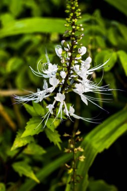 Kedi bıyığı çiçeği veya Endonezya 'da 