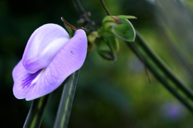 Centrosema virginianum çiçekleri, kelebek bezelye türünün bir bitki türüdür ve Fabaceae kabilesinden gelmektedir..