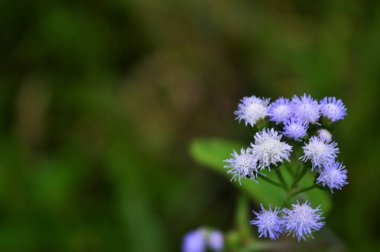 Mistflower veya Endonezya 'da 