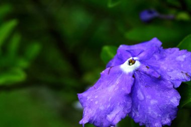 Brunfelsia latifolia also known as Yesterday Today and Tomorrow is a species of evergreen shrub native to tropical America. This flower is beautiful with purple  and wide petals clipart