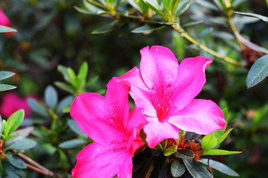 Hint Azalea 'sı ya da Azalea çiçekleri olarak bilinen güzel çiçek açtığında kelebek gibi bazı böcekleri karşılayarak taze bir manzara verir.