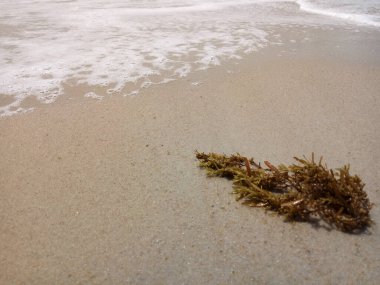 Kumsalda ıslak yosunlu beyaz sahilde küçük dalgalar.